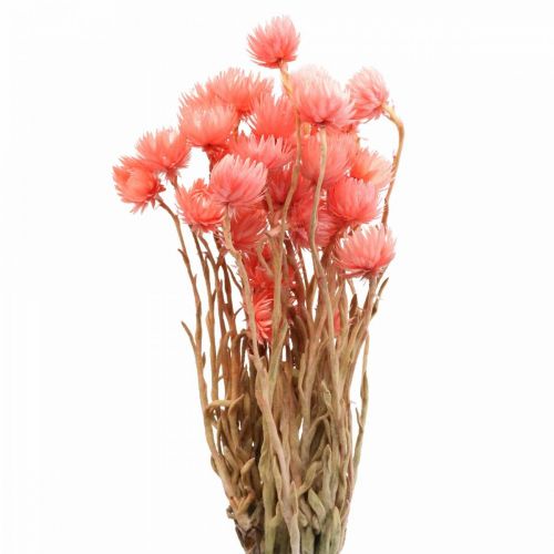 Floristik24 Dried flowers African Daisies Salmon straw flowers H42cm
