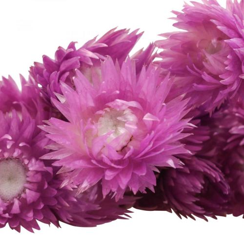 Product Dried flowers African Daisies Purple straw flowers H42cm