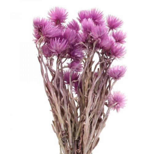 Dried flowers African Daisies Purple straw flowers H42cm