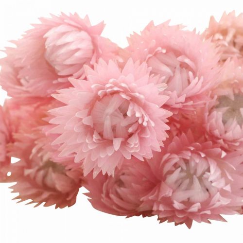 Product Dried flowers cap flowers pink straw flowers H42cm