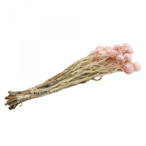 Product Dried flowers African Daisies Pink straw flowers H42cm