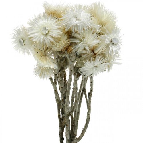 Floristik24 Dried flowers cap flowers natural white, straw flowers, dried flower bouquet H33cm