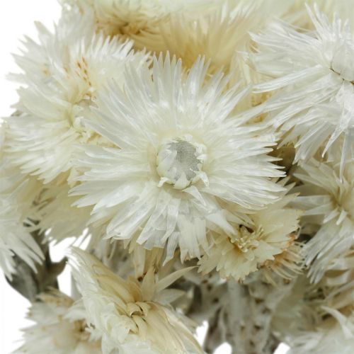 Product Dried flowers cap flowers natural white, straw flowers, dried flower bouquet H33cm