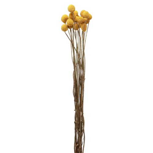 Floristik24 Dried flowers Craspedia dried, drumsticks yellow 50cm 20 pcs