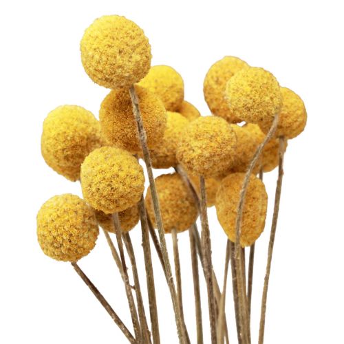 Floristik24 Dried flowers Craspedia dried, drumsticks yellow 50cm 20 pcs