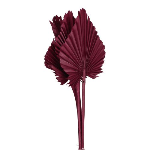 Floristik24 Dried flowers decoration, Palmspear dried wine red 37cm 4 pcs