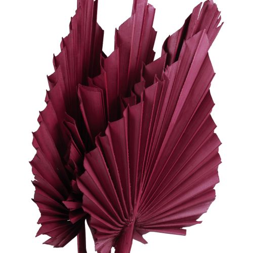 Floristik24 Dried flowers decoration, Palmspear dried wine red 37cm 4 pcs