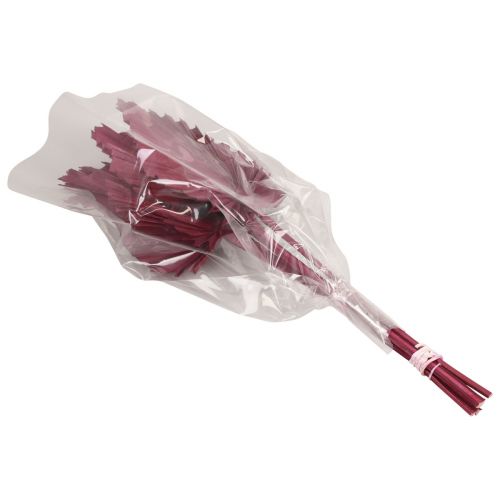 Floristik24 Dried flowers decoration, Palmspear dried wine red 37cm 4 pcs