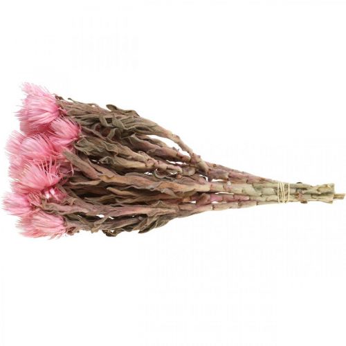Product Dried African Daisies Pink strawflowers Dry flowers H30cm