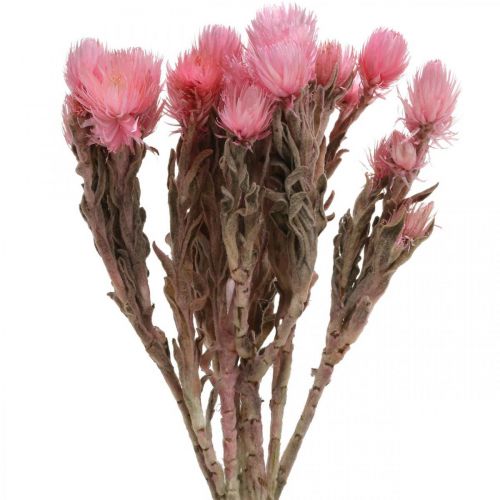 Dried African Daisies Pink strawflowers Dry flowers H30cm