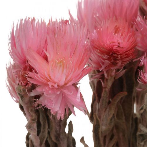 Product Dried African Daisies Pink strawflowers Dry flowers H30cm