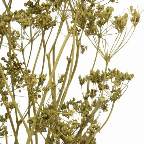 Product Dried Flowers True Caraway Green Decoration 55cm Bunch 5 pcs – Dried Decoration & Artificial Flowers