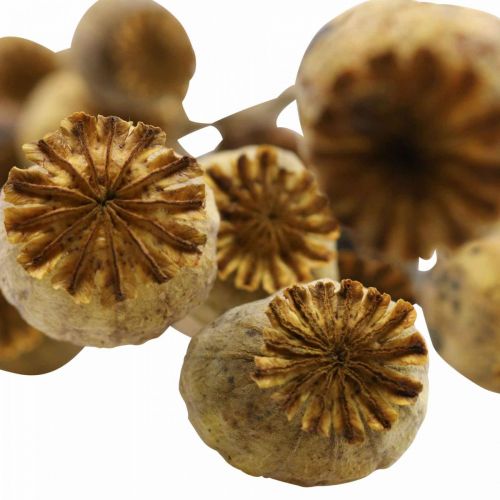 Floristik24 Dried flower poppy seed capsule yellow papaver deco poppy 75g