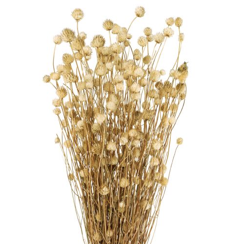 Dried flowers natural dry thistle strawberry thistle 60cm 100g