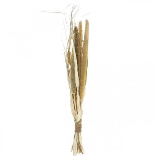 Dry floristry Grain Bunch of millet cobs dried 45cm