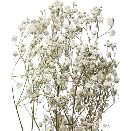 Product Dried flowers Gypsophila Gypsophila White 58cm 7g