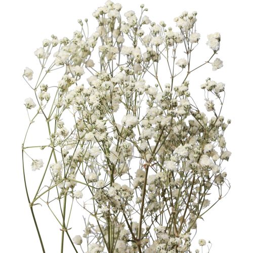 Floristik24 Dried flowers Gypsophila Gypsophila White 58cm 7g