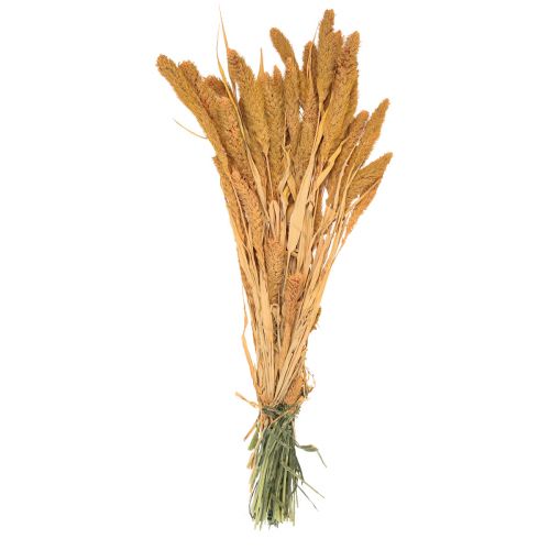 Product Dried flowers Setaria Pumila Orange, bristle millet decorative grain 72cm 225g