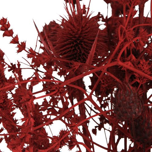 Product Dried flower bouquet, wine red, decorative thistle, 40cm, 80g