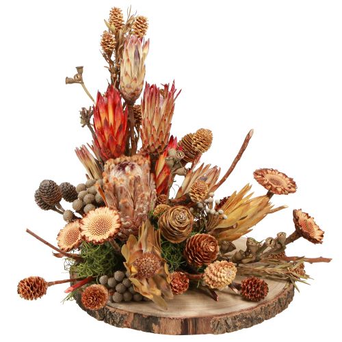 Product Dried Exotic Protea Cones Bellgum 24–48cm 580g - Artificial Flower Decoration South Africa