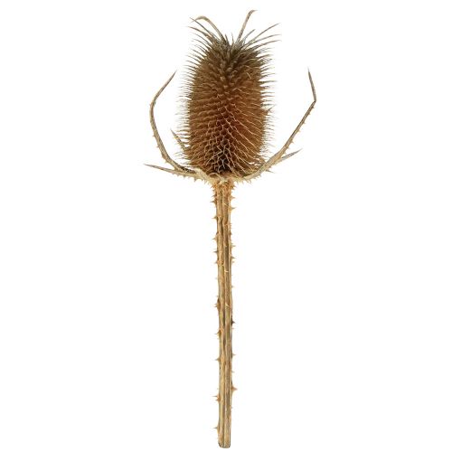 Dry decoration teasel thistles wild teasel natural 1kg