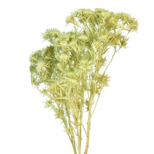 Dry decoration wild thistle light green 85g