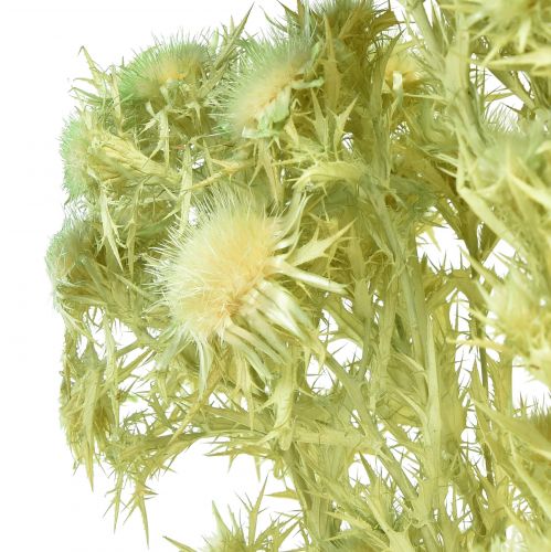 Product Dry decoration wild thistle light green 85g