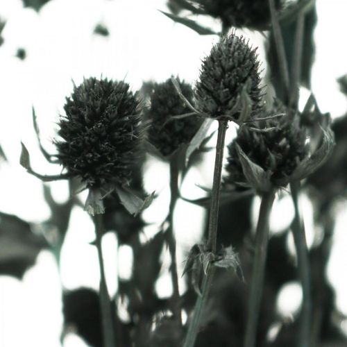 Floristik24 Dried Thistle Black Strawberry Thistle Dried Flowers 100g