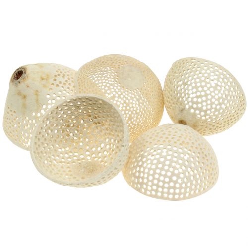 Product Dried Fruits Bell Cup bleached Funeral Floristry 8.5-11cm 10 Pcs