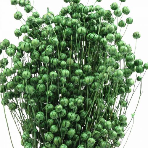 Product Dried Flax Grass, Green, 50-55cm, Decorative DIY