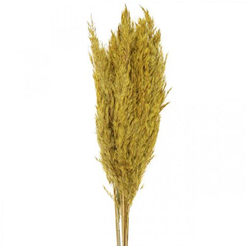 Product Dried grass, reed grass, yellow, decorative, 70cm, dried flowers, 10 pieces
