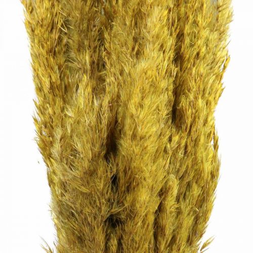Product Dried grass, reed grass, yellow, decorative, 70cm, dried flowers, 10 pieces