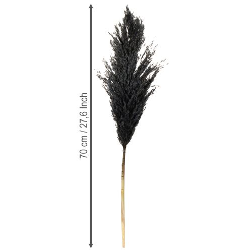 Product Dry grass, reed grass, black, 70cm, decorative trend, 10 pieces