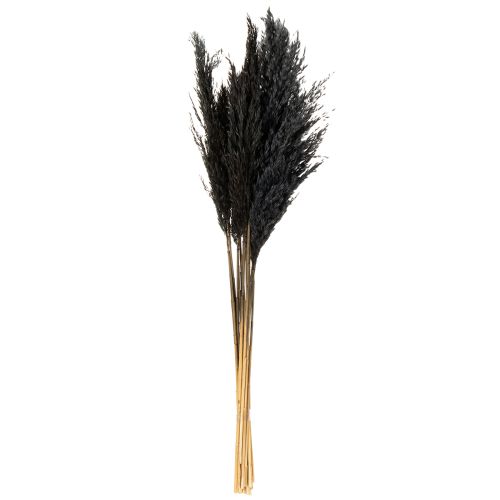 Product Dry grass, reed grass, black, 70cm, decorative trend, 10 pieces