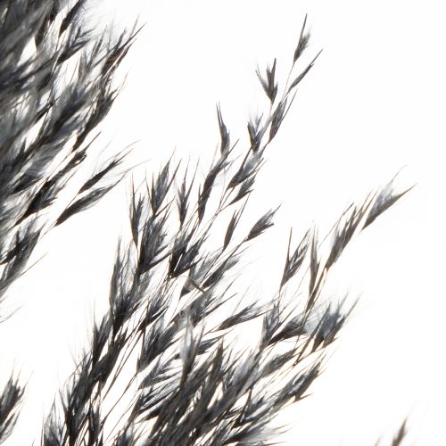 Product Dry grass, reed grass, black, 70cm, decorative trend, 10 pieces