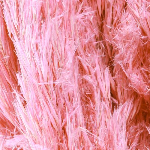 Product Dry Grass Pink Decorative Reed Grass Pampas 70cm 10 pcs
