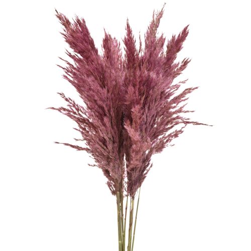 Floristik24 Dried Grass Reed Grass Dried Decorative Grass Old Pink 75cm 10 Pcs