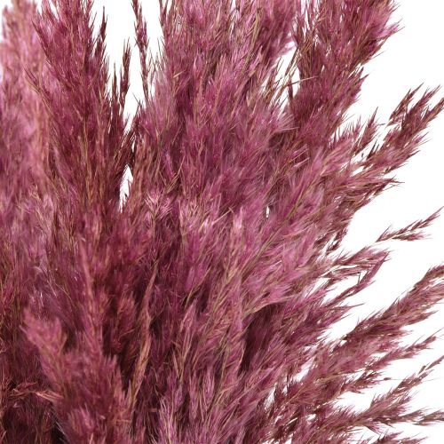 Floristik24 Dried Grass Reed Grass Dried Decorative Grass Old Pink 75cm 10 Pcs