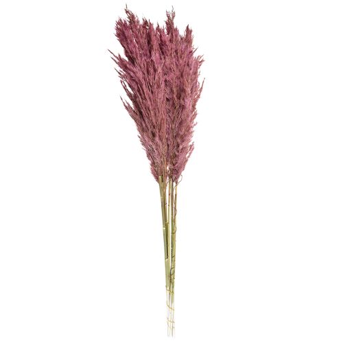 Dried reed grass, dried