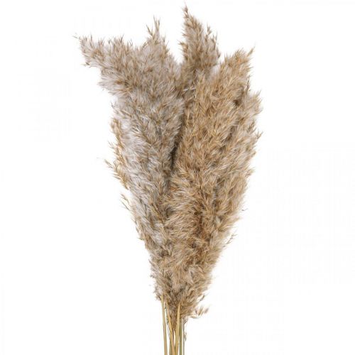 Floristik24 Dried grass reed grass dried decorative grass natural 70cm 10 pcs