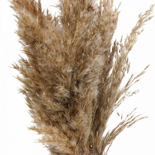 Floristik24 Dried grass reed grass dried decorative grass natural 70cm 10 pcs