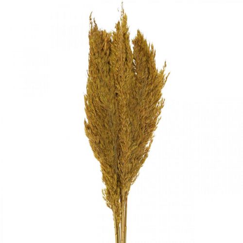 Dried grass, sedge, dried, olive green, deco grass, 70 cm, 10 pieces