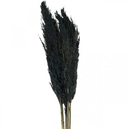 Product Dry grass, reed grass, black, 70cm, decorative trend, 10 pieces