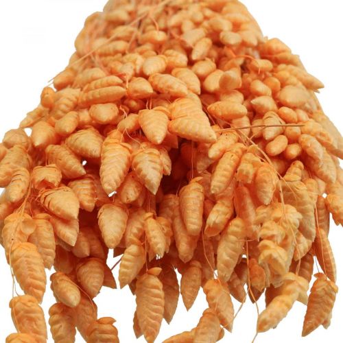 Floristik24 Dry bouquet of quaking grass Apricot Briza ornamental grass 55cm 50g