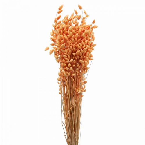 Dry bouquet of quaking grass Apricot Briza ornamental grass 55cm 50g