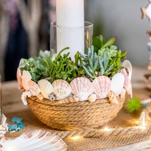 Floristik24 Tower snail Turritella terebra 1kg