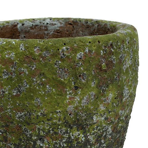 Floristik24 Planter with moss Ø10cm H10.5cm 4pcs