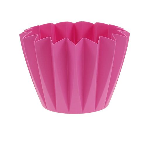 Floristik24 Repotting Adonis Azalea 14cm 20 pcs