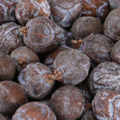 Product Juniper cones Syrian juniper natural Ø1.5–2.5 cm 1 kg