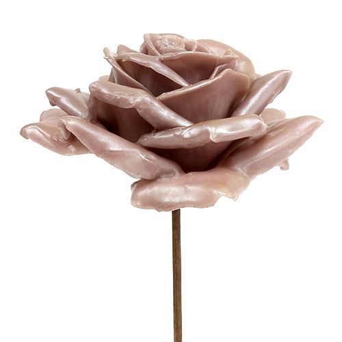 Floristik24 Wax rose champagne mix Ø10cm 6 pcs
